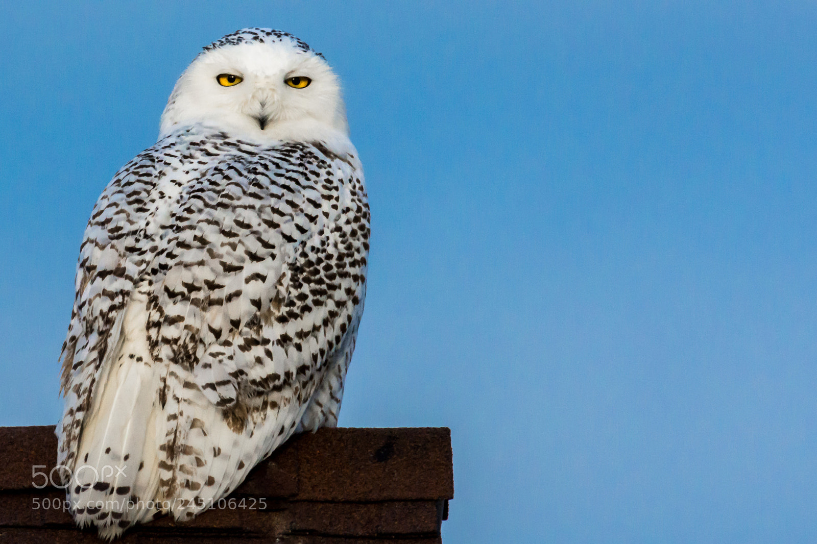 Nikon D7100 sample photo. Whatchoo lookin' at? photography