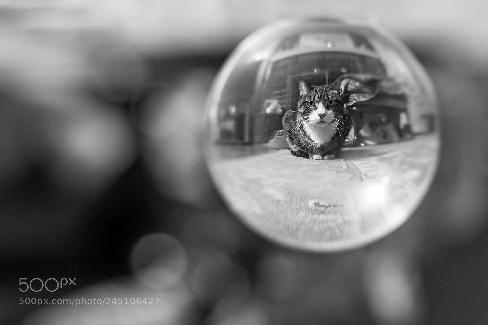 Sony a7 II sample photo. Crystal cat photography
