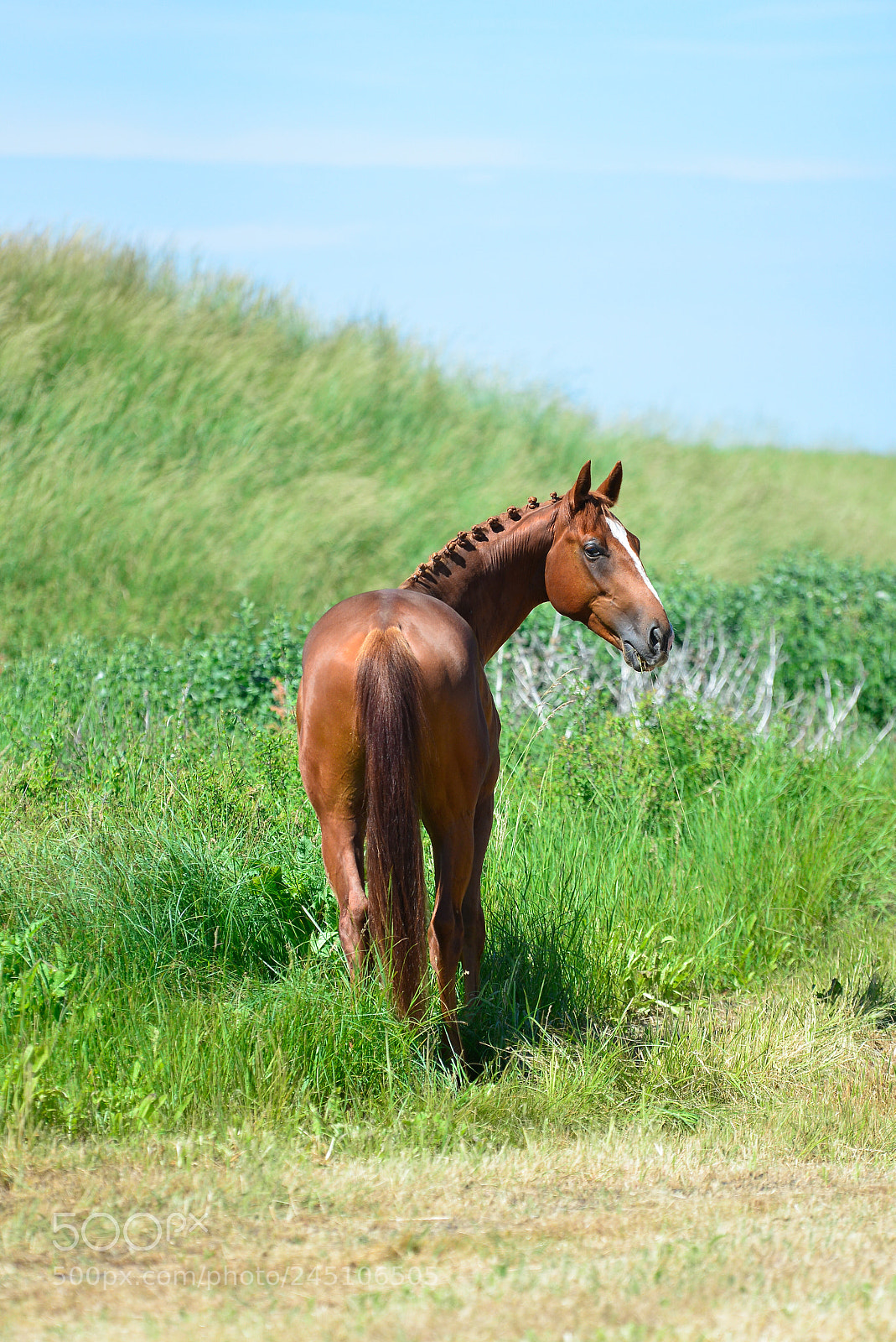 Nikon D600 sample photo. Freedom photography