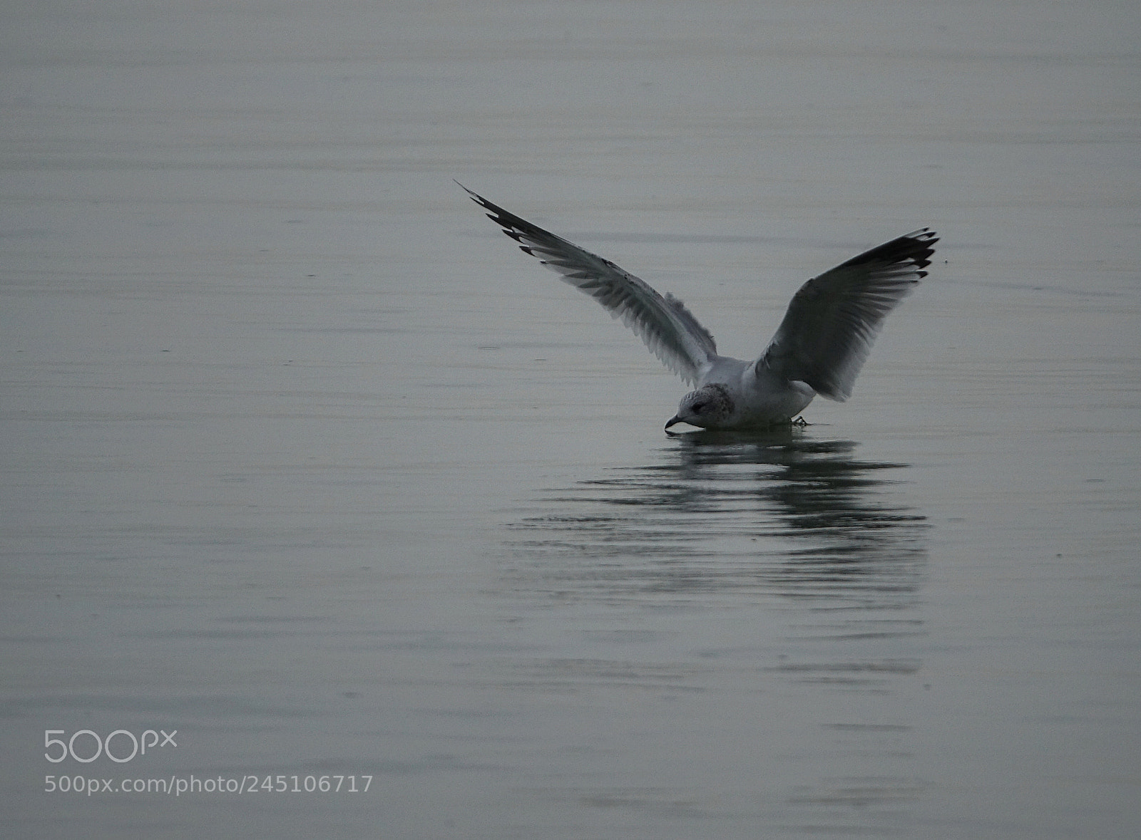 Sony Cyber-shot DSC-RX10 III sample photo. Take off.. photography
