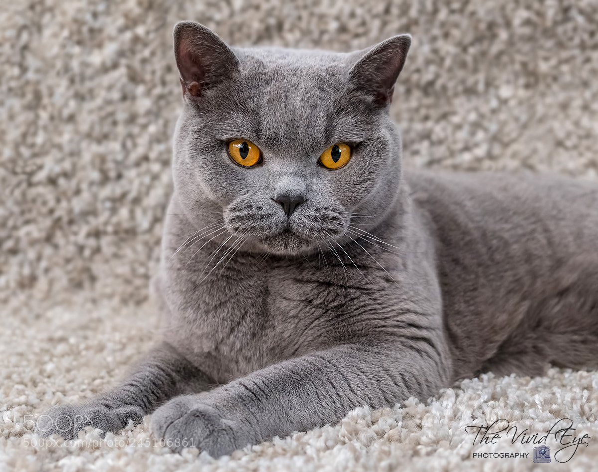 Fujifilm X-T2 sample photo. Chester photography