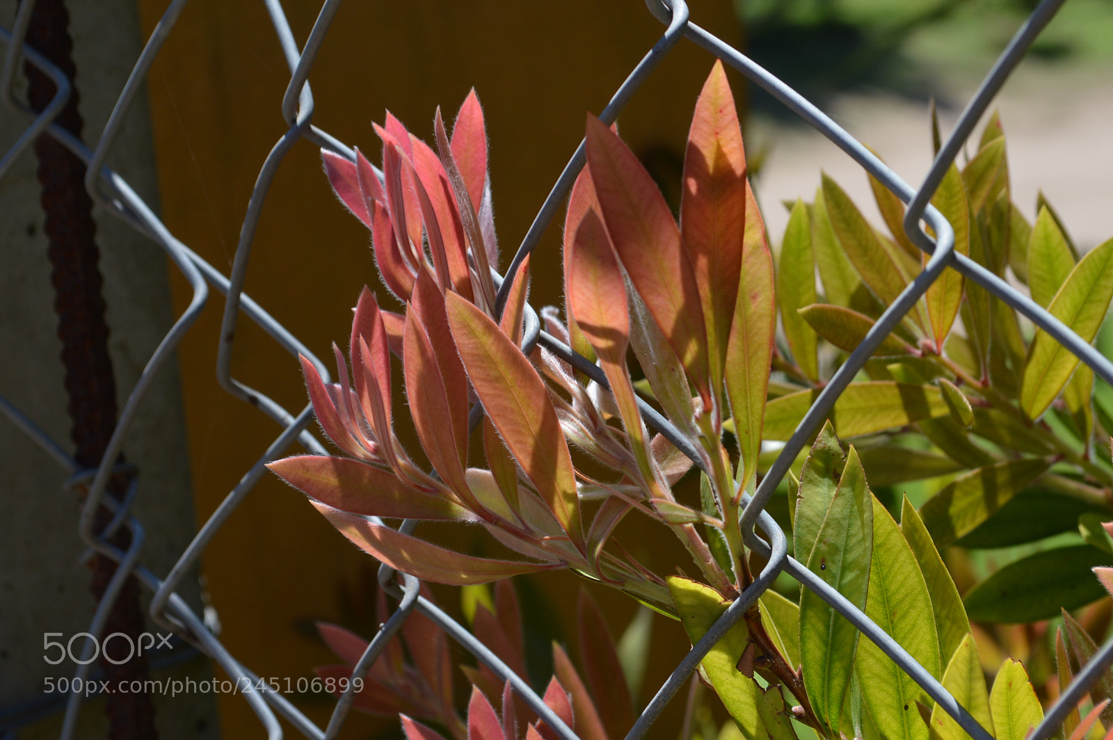 Nikon D3200 sample photo. Flores photography