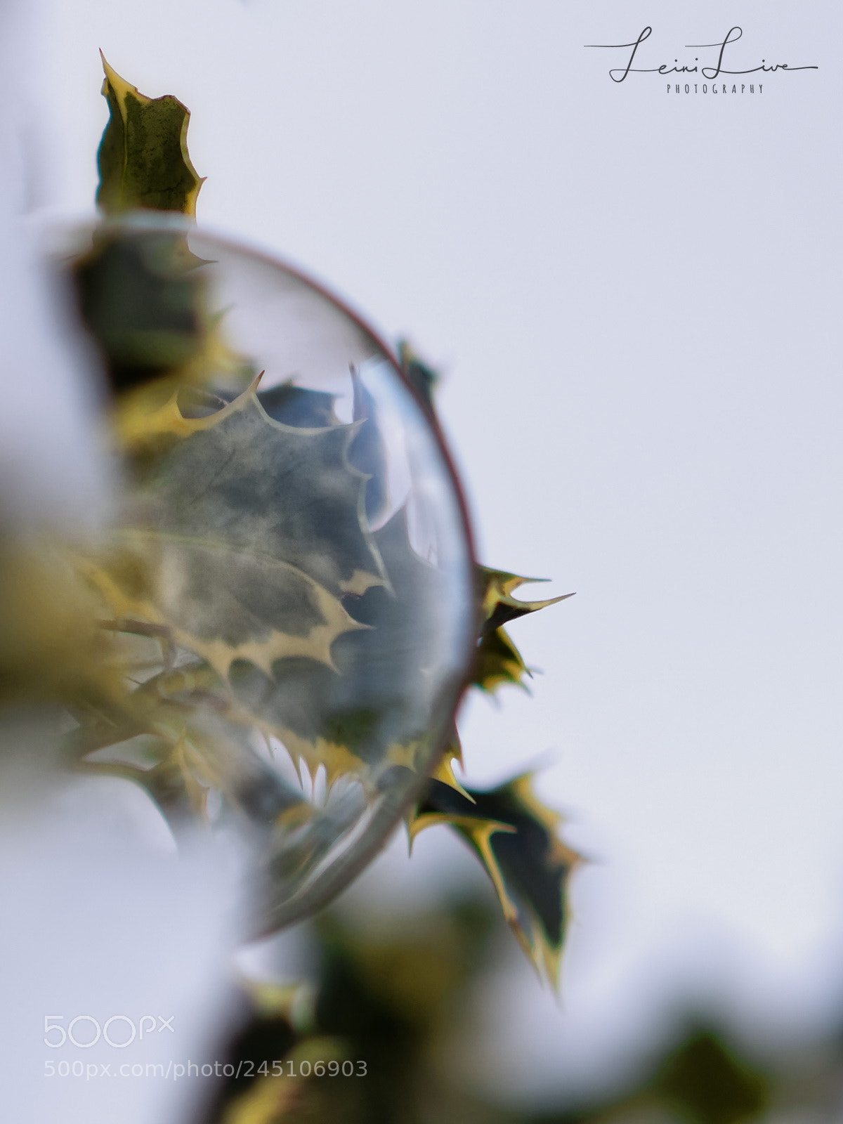 Olympus OM-D E-M1 Mark II sample photo. The usual monster photography