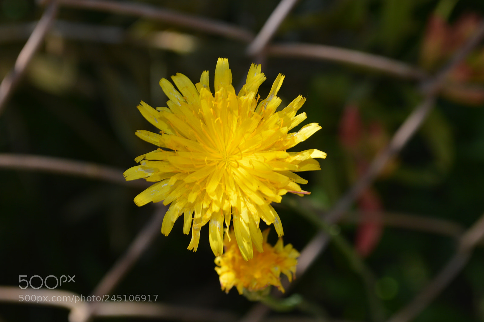 Nikon D3200 sample photo. Flowers photography