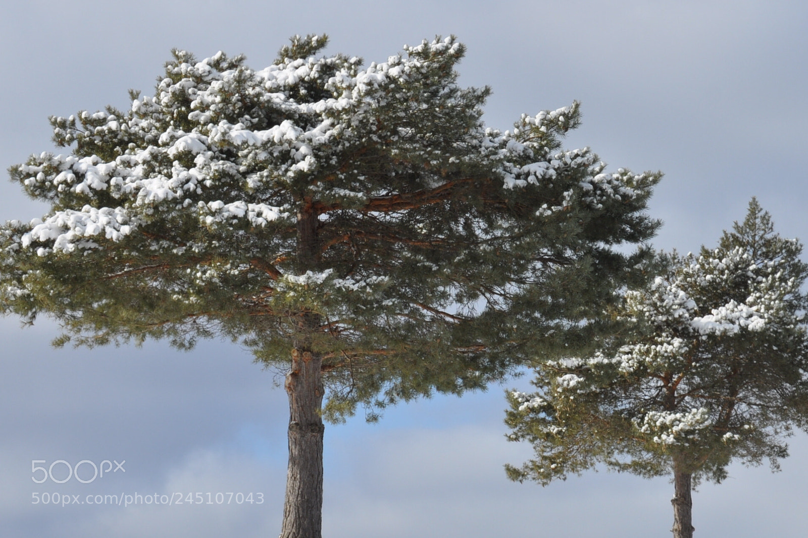 Nikon D5000 sample photo. A stately pair photography