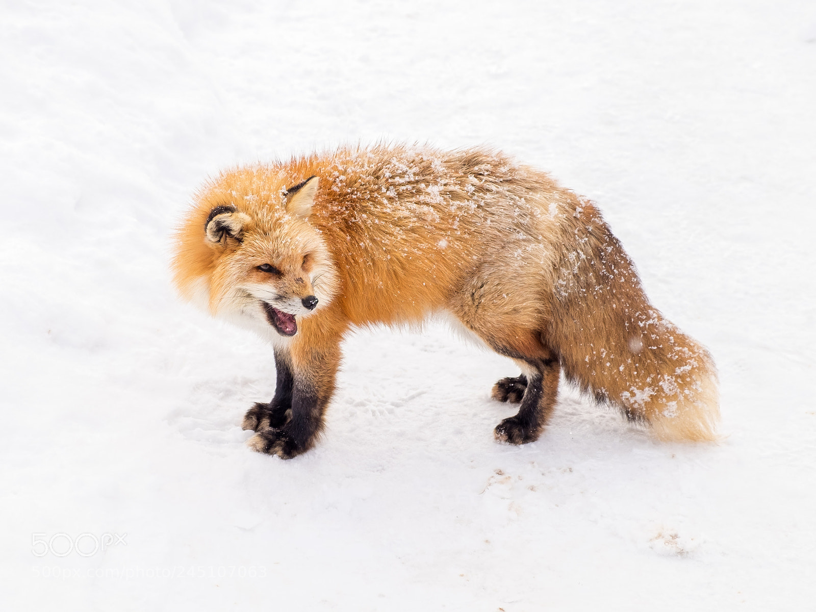 Fujifilm X-T1 sample photo. Angry fox in zao photography