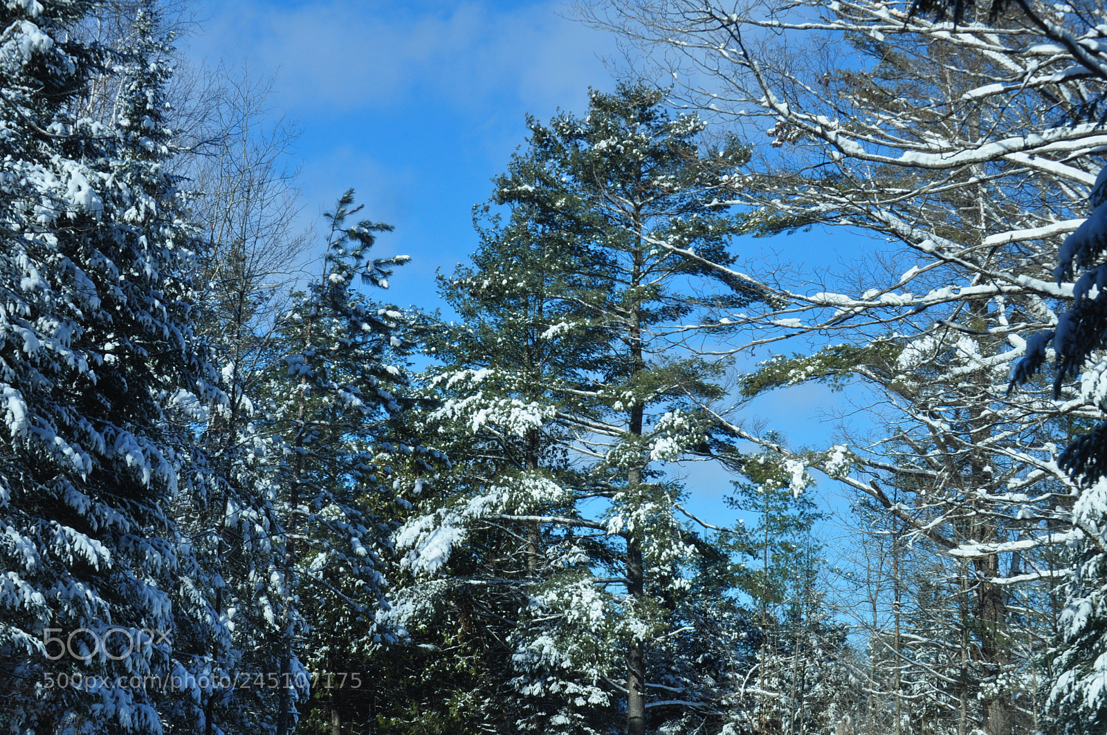 Nikon D5000 sample photo. Winter wonderland photography