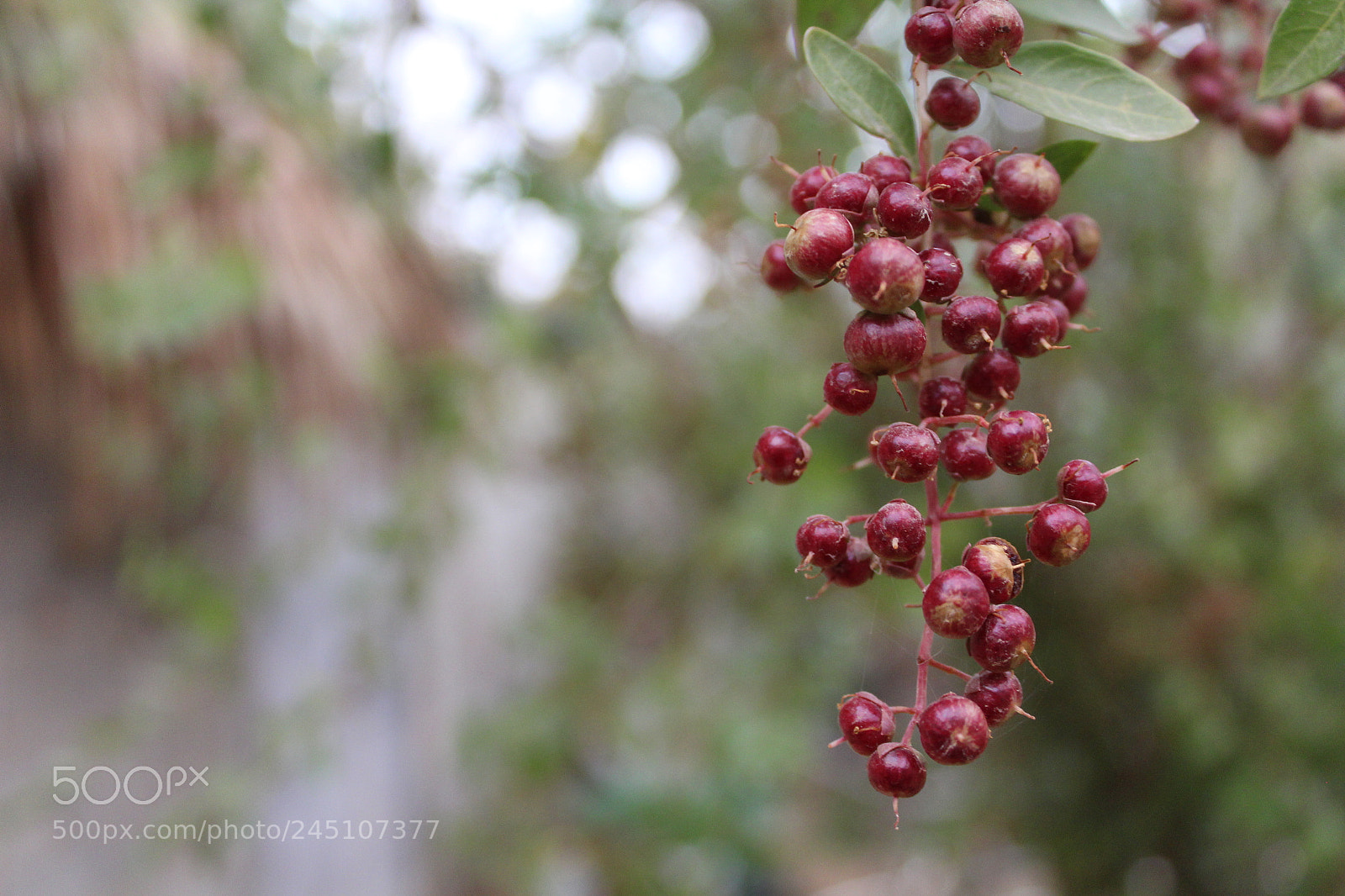 Canon EOS 1200D (EOS Rebel T5 / EOS Kiss X70 / EOS Hi) sample photo. Nice day photography