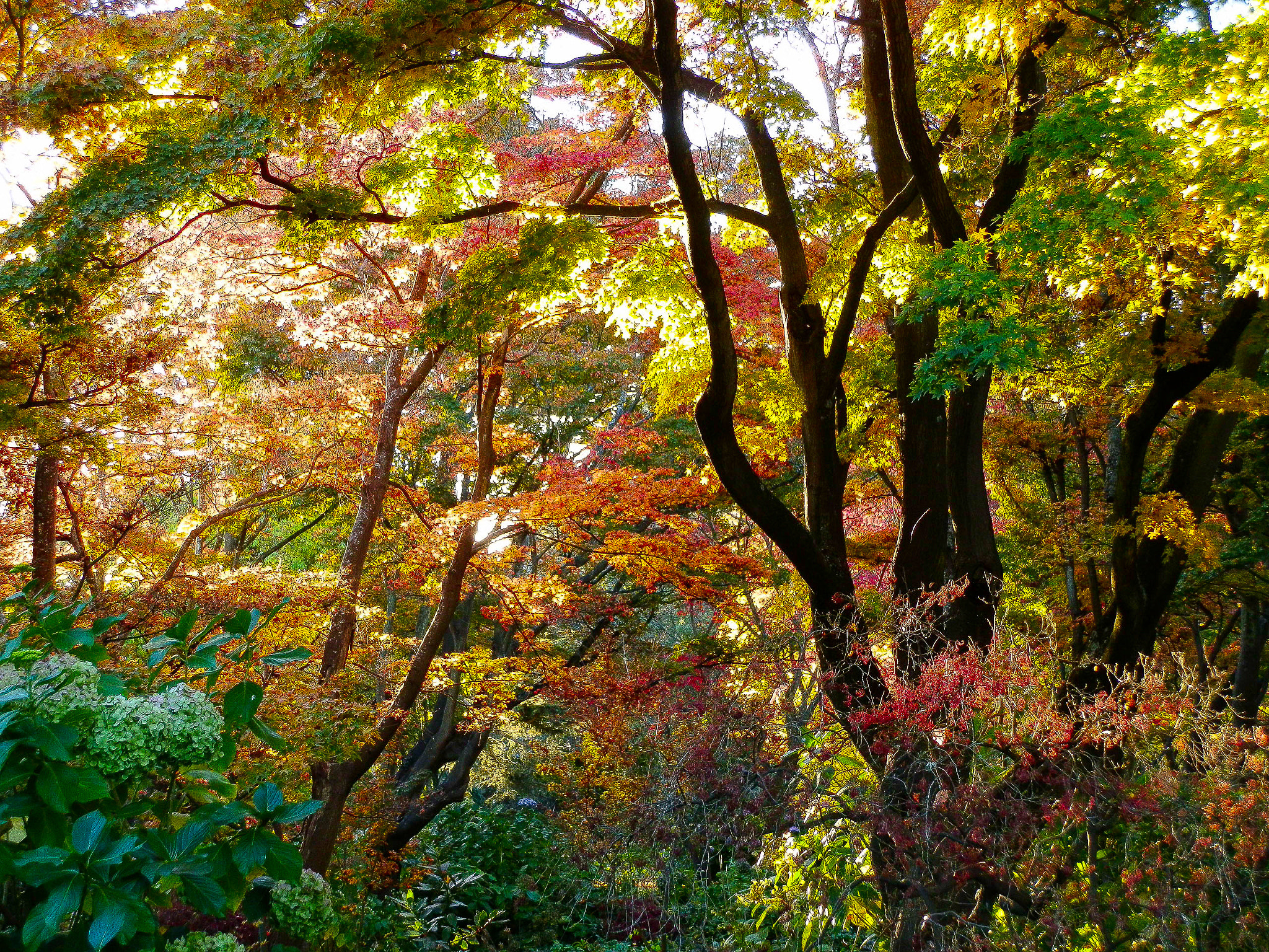 Olympus SZ-10 sample photo. Autumn hagley gardens photography