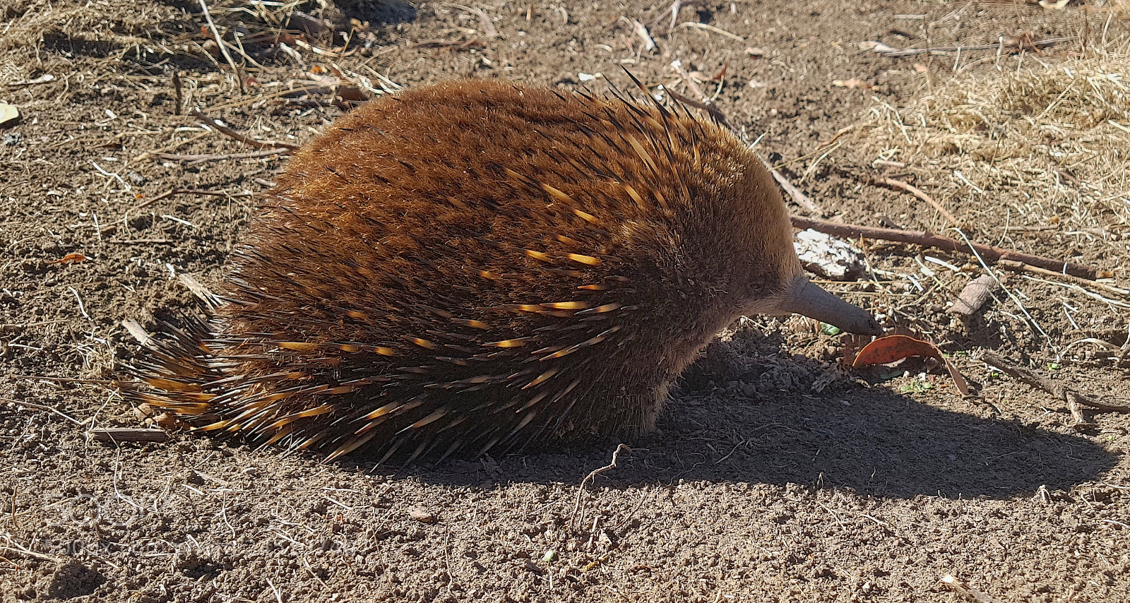 Samsung Galaxy S7 sample photo. Echidna photography