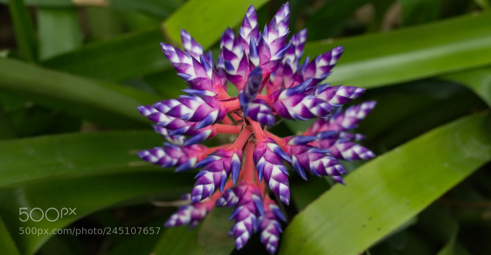 Canon EOS 750D (EOS Rebel T6i / EOS Kiss X8i) sample photo. Blue tango photography