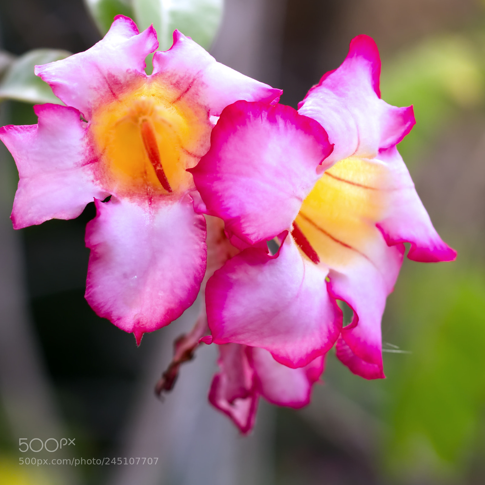 Canon EOS 750D (EOS Rebel T6i / EOS Kiss X8i) sample photo. Pink flowers photography