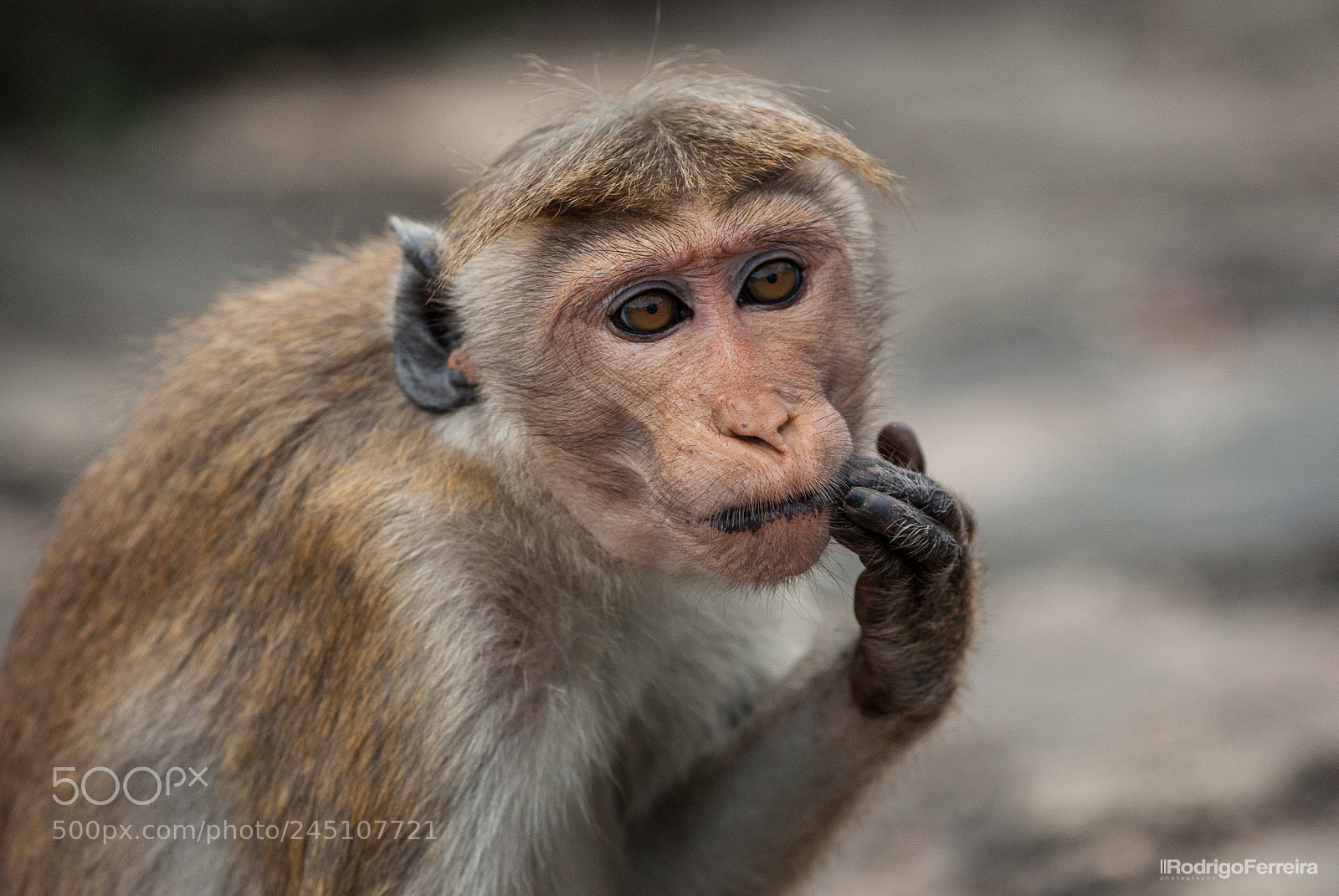 Pentax K200D sample photo. Sri lanka - places photography