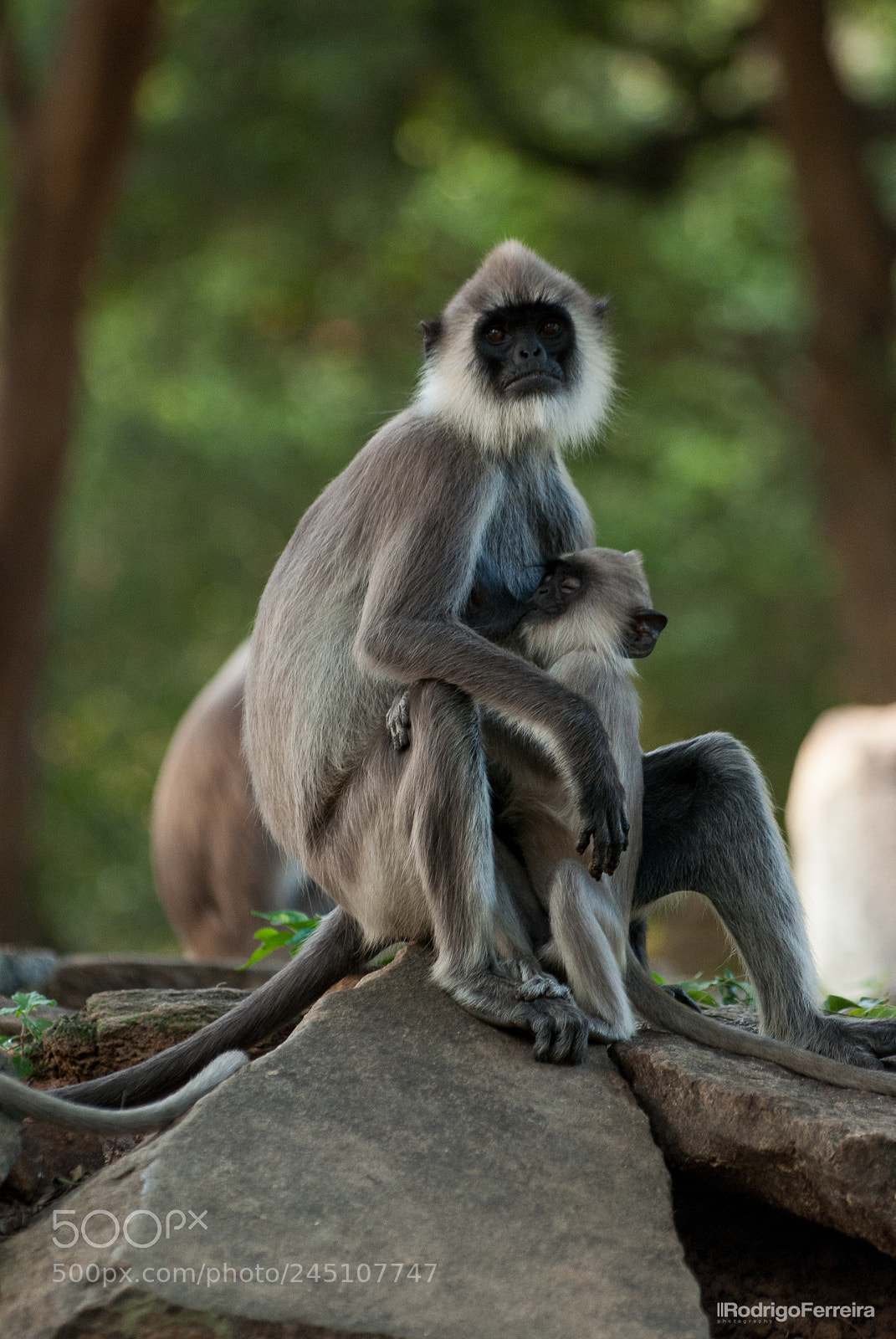 Pentax K200D sample photo. Sri lanka - places photography