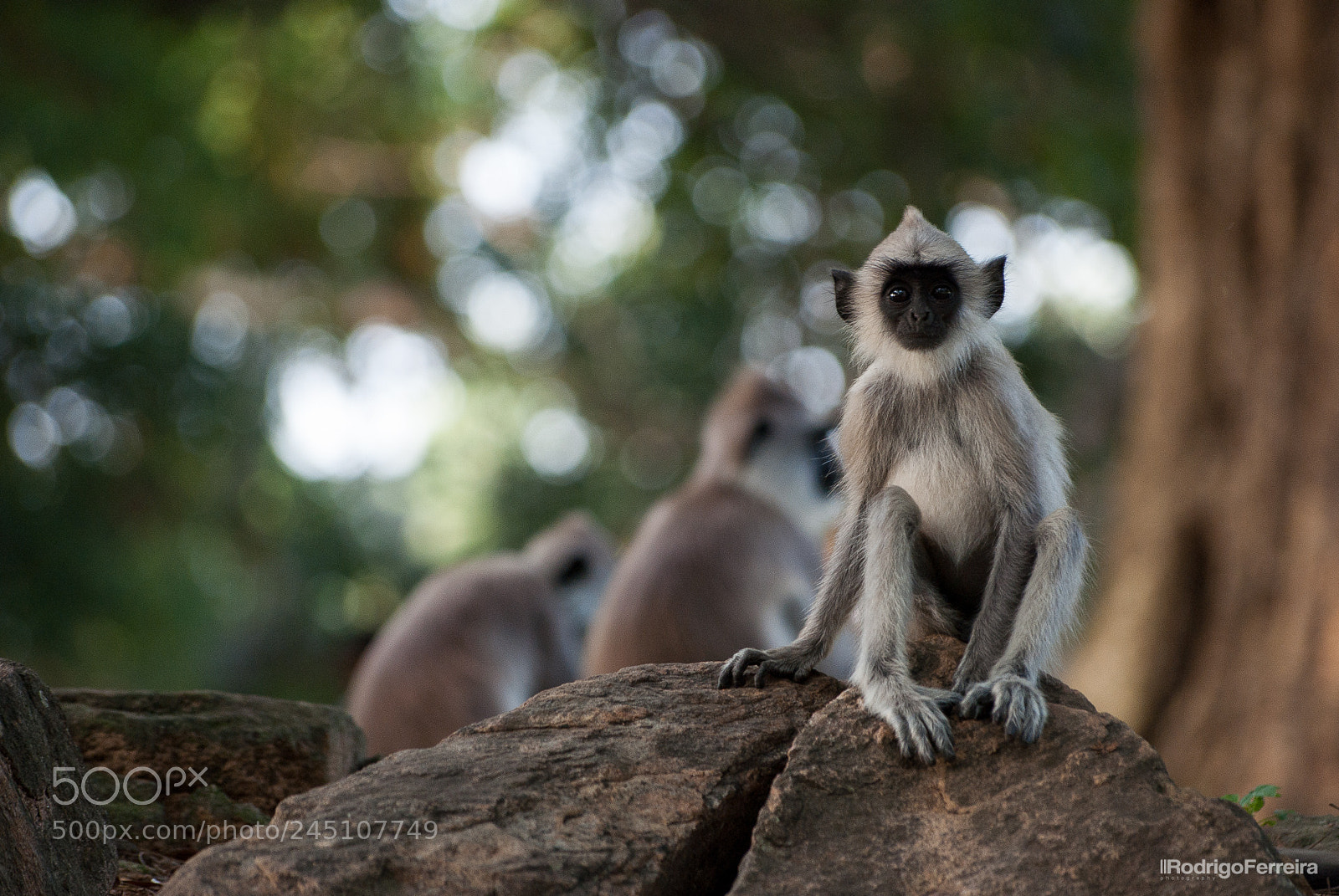 Pentax K200D sample photo. Sri lanka - places photography