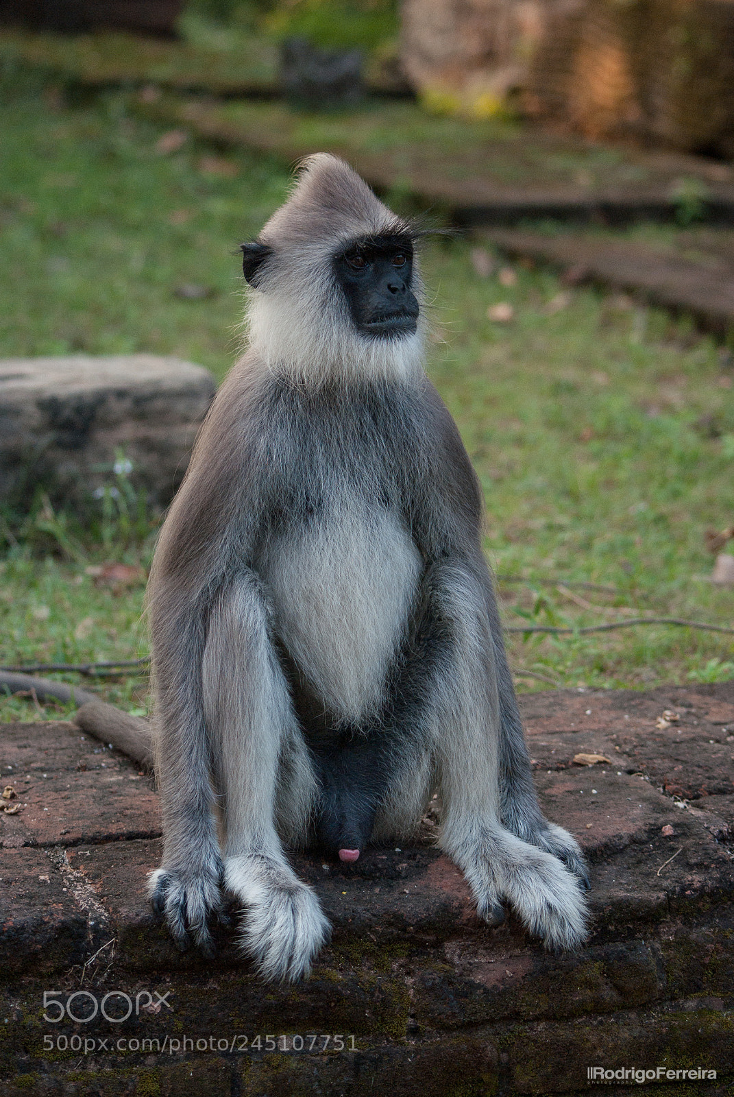 Pentax K200D sample photo. Sri lanka - places photography