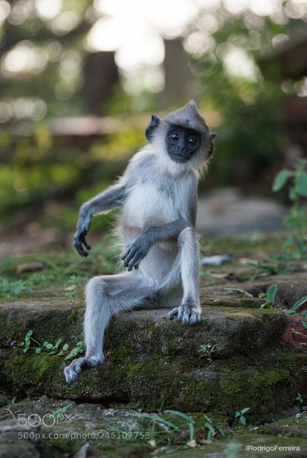 Pentax K200D sample photo. Sri lanka - places photography