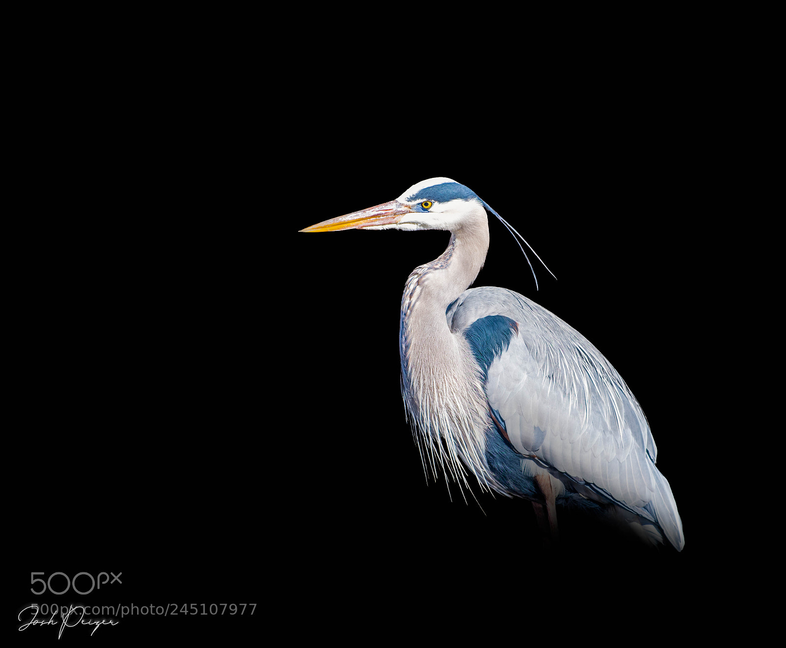 Nikon D500 sample photo. Great blue heron photography