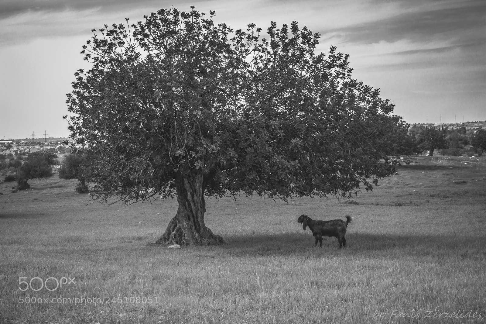 Nikon D5200 sample photo. In the shade photography