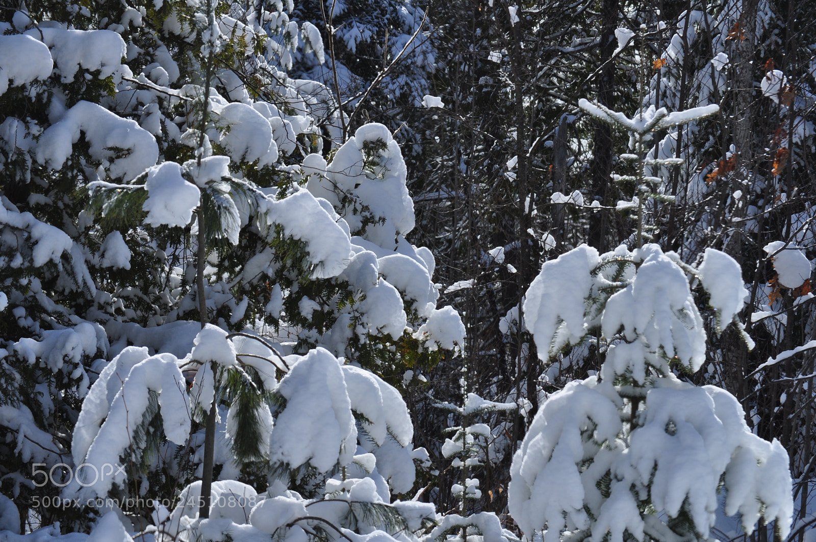 Nikon D5000 sample photo. Snowy day photography