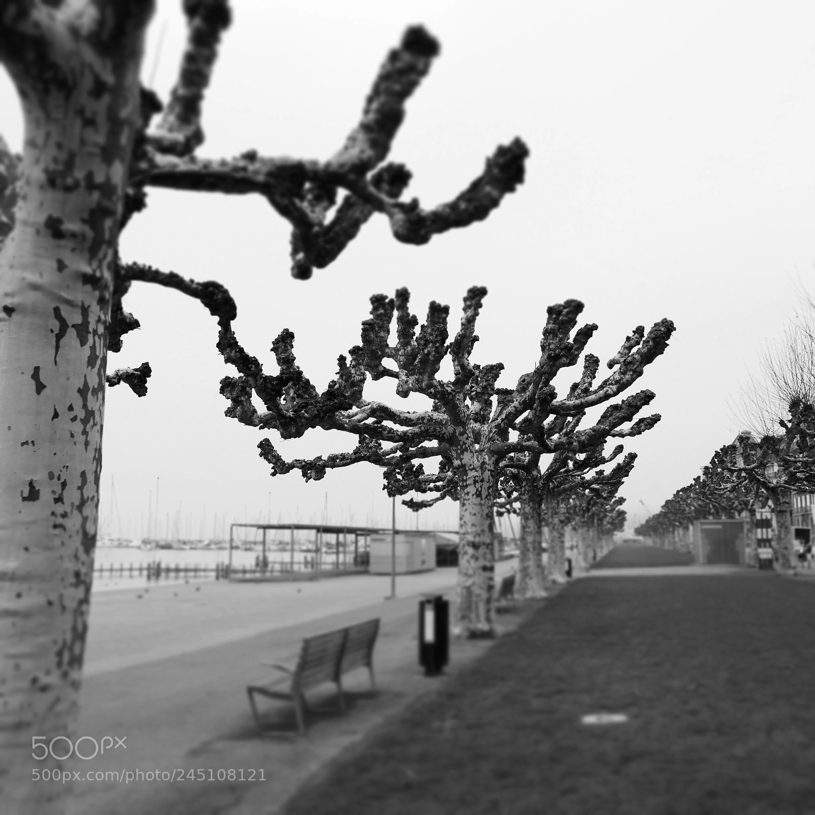Panasonic Lumix DMC-LX10 (Lumix DMC-LX15) sample photo. Platanes d'hiver photography