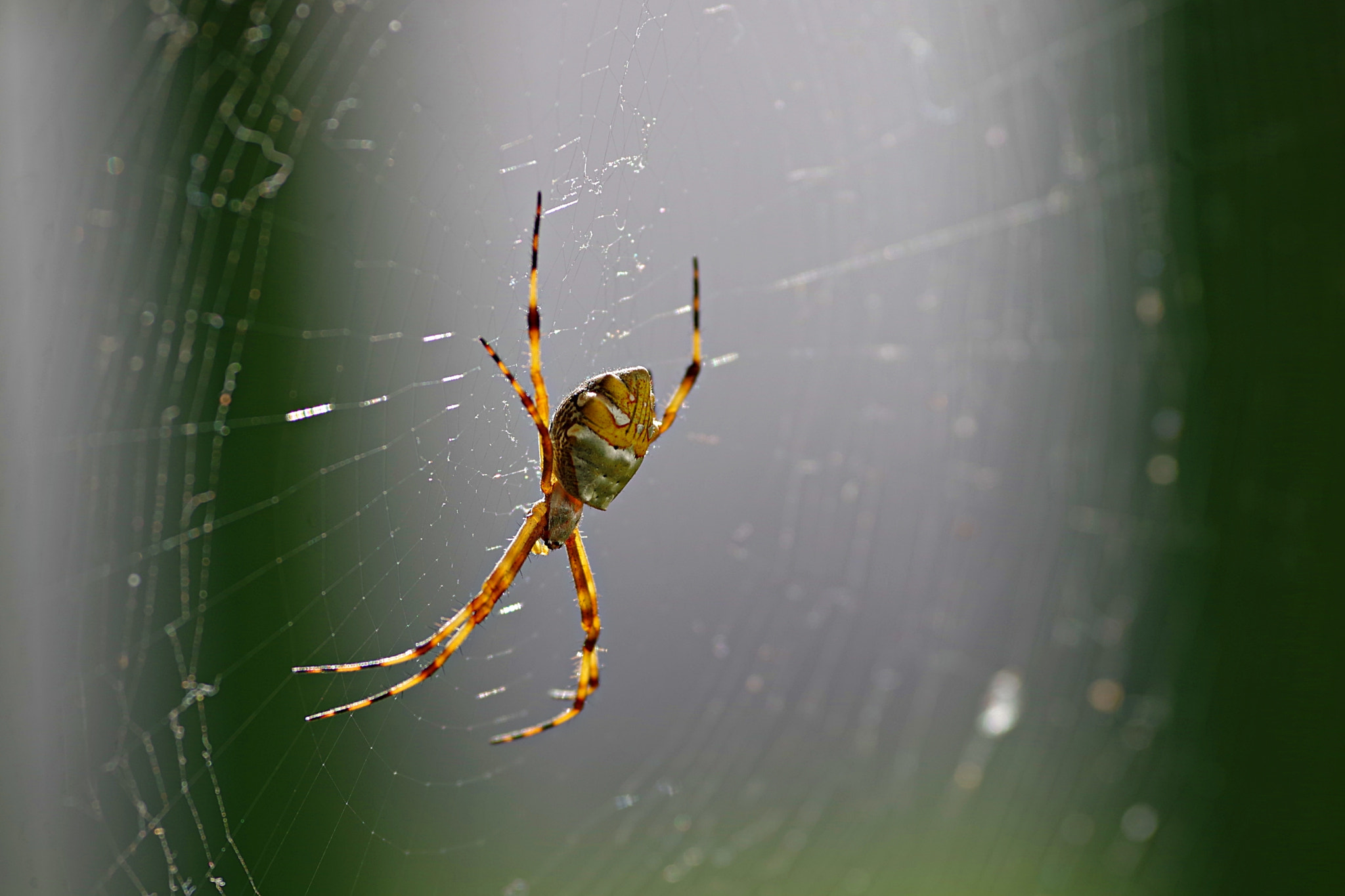 Pentax K-S2 + Pentax smc DA* 300mm F4.0 ED (IF) SDM sample photo. La araña electa photography