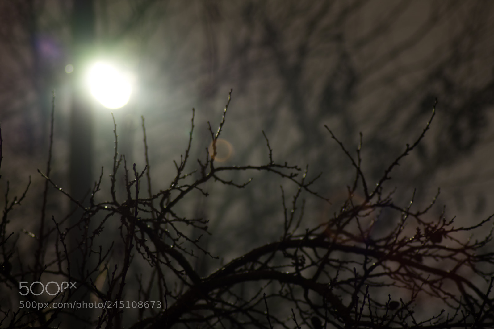 Nikon D3400 sample photo. Wet bough photography