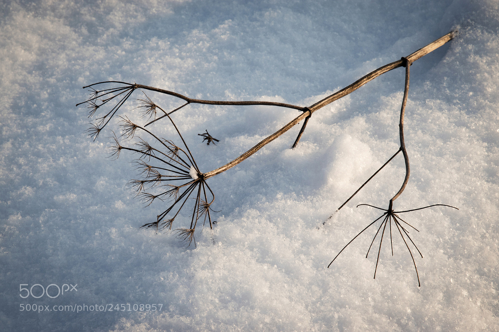 Nikon D5500 sample photo. A fallen dry plant photography