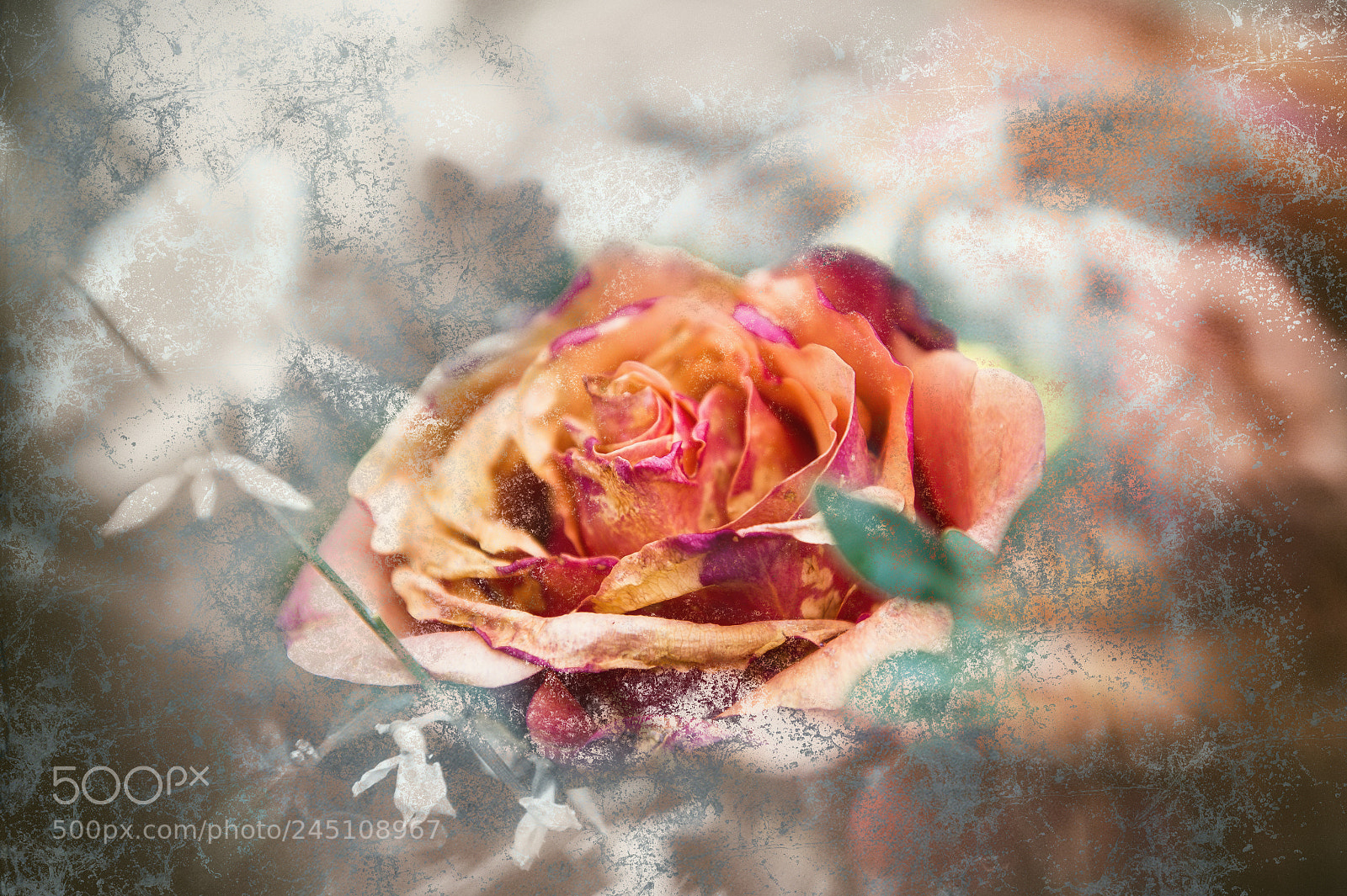 Nikon D4 sample photo. Last rose photography