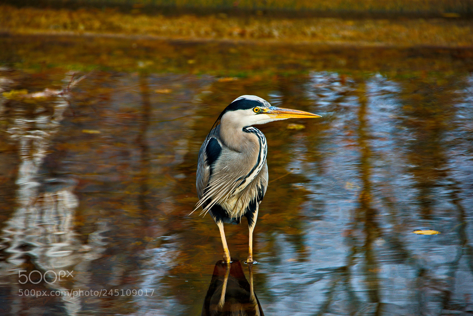 Nikon D800 sample photo. Beautiful grey heron photography