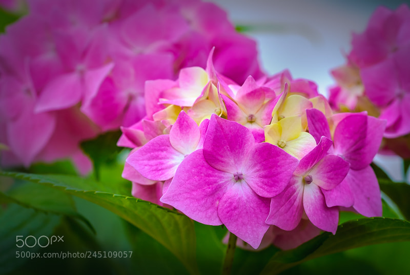 Nikon D200 sample photo. Radiant photography