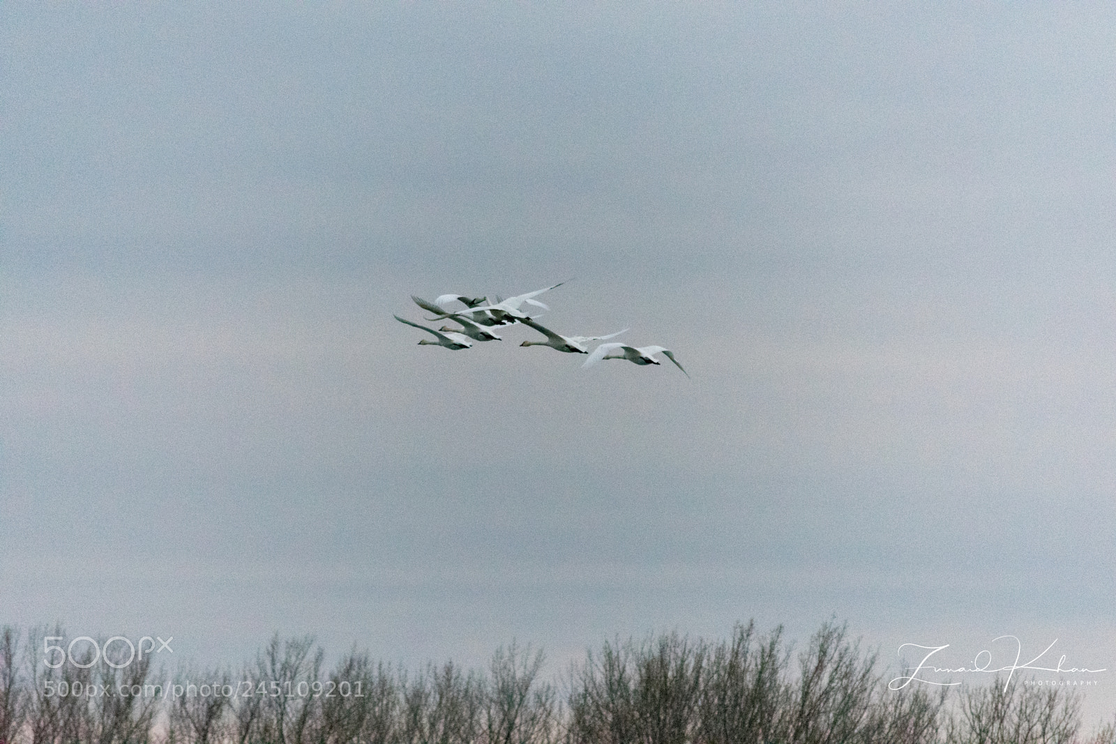Nikon D3400 sample photo. Trumpeter swans photography