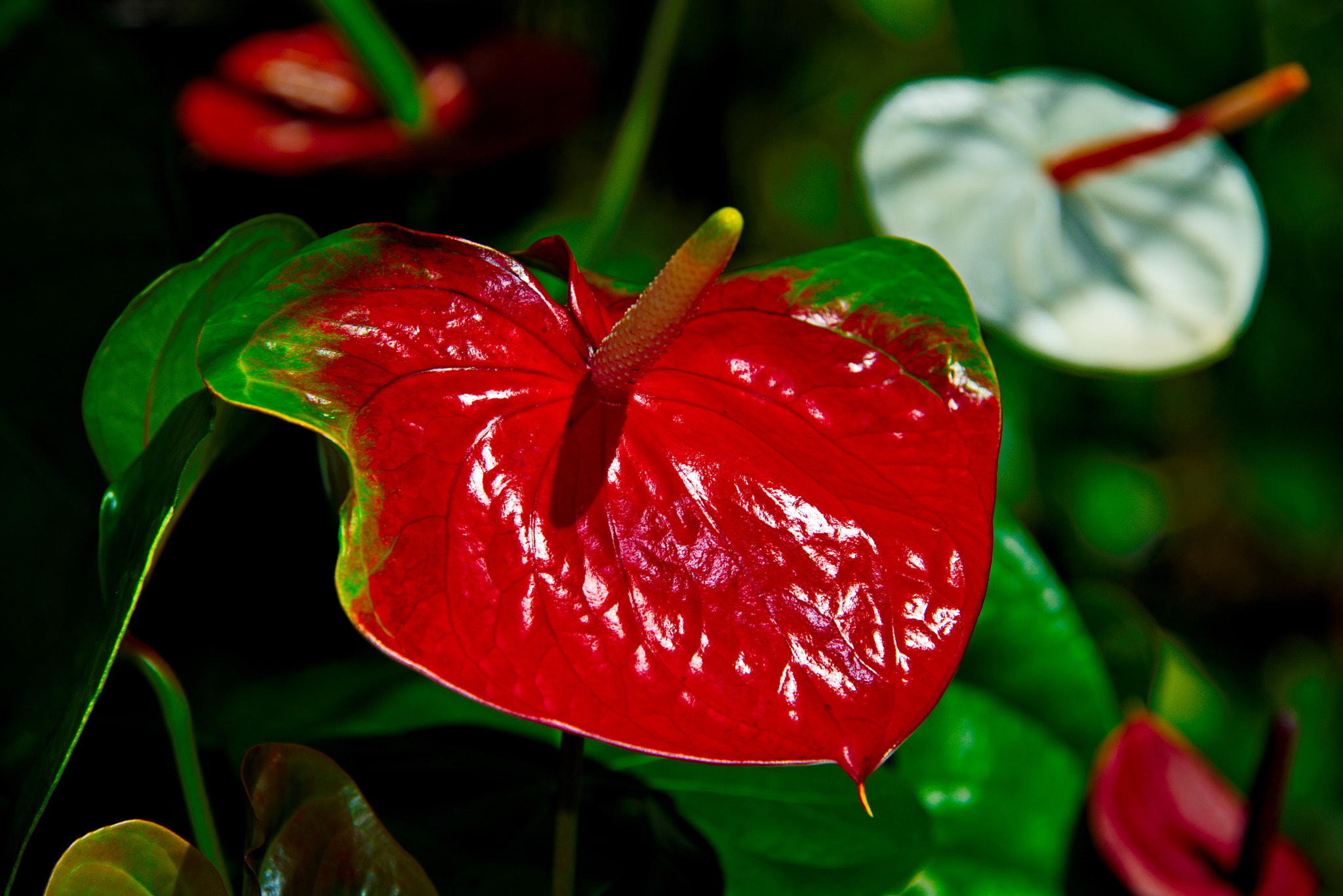 Nikon D800 sample photo. Anthurium resting in the sun photography