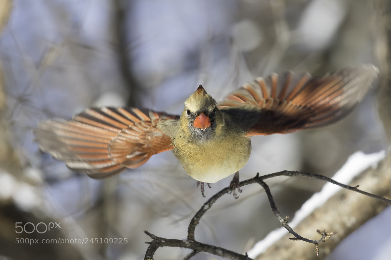 Canon EOS 7D Mark II sample photo. Cardinal flight photography