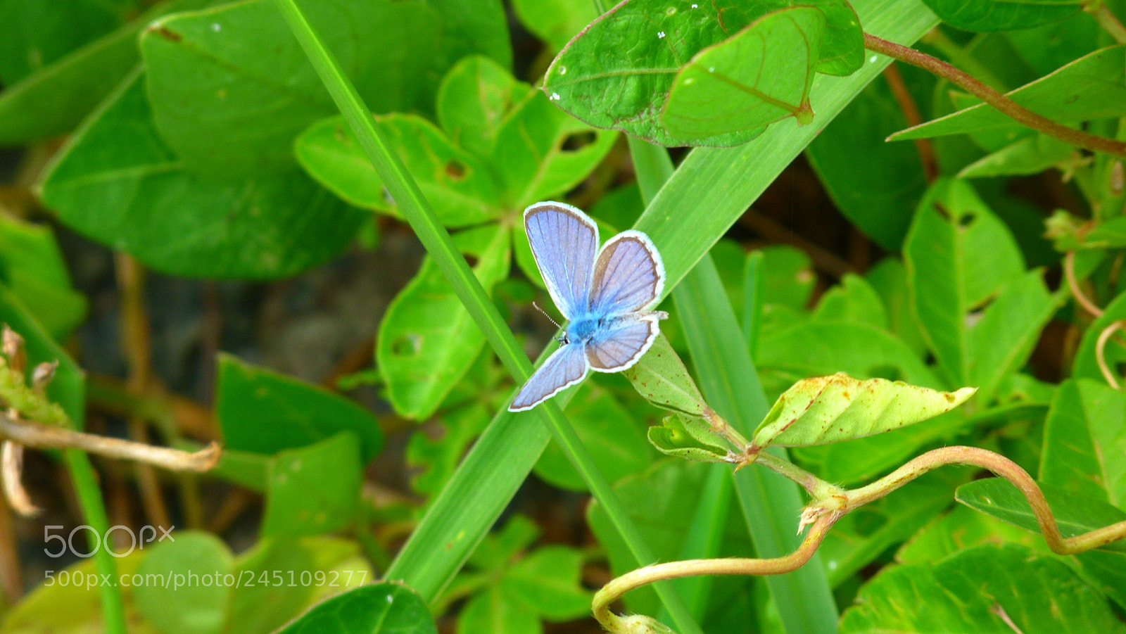 Panasonic Lumix DMC-FZ40 (Lumix DMC-FZ45) sample photo. Butterfly photography