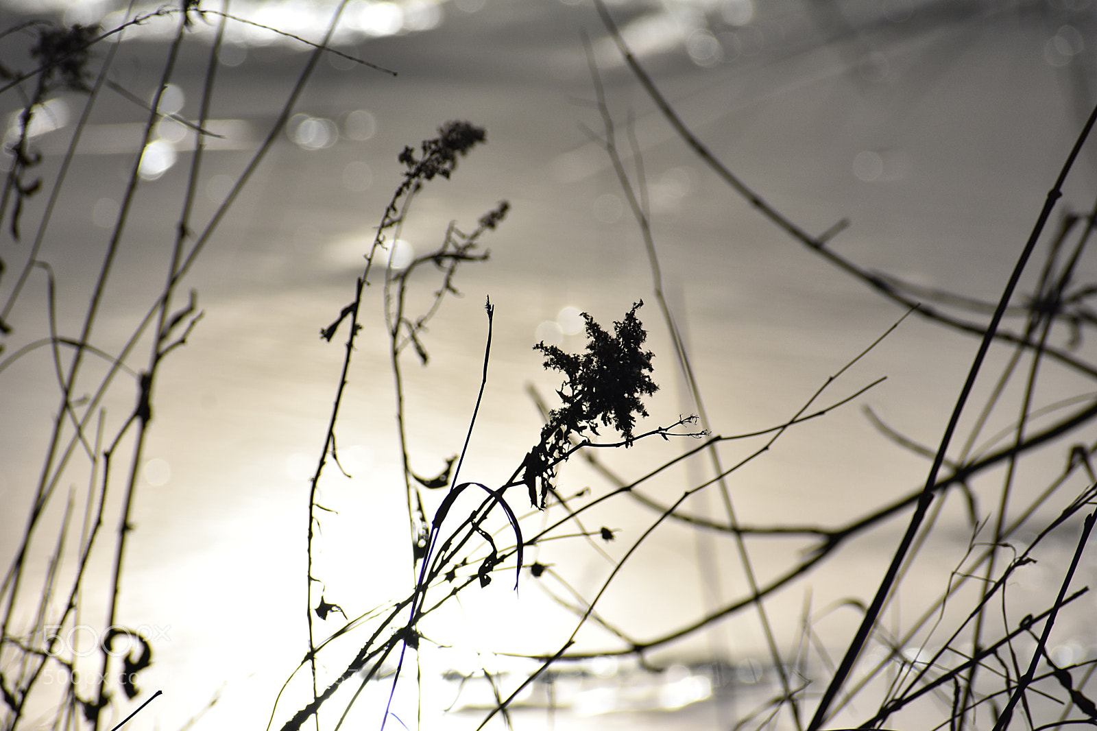 Nikon D3400 sample photo. Bright branch photography