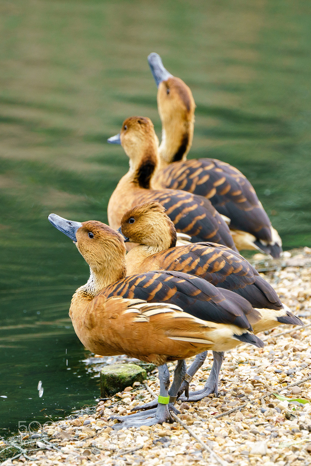 Sony a7R II sample photo. Getting your ducks in photography