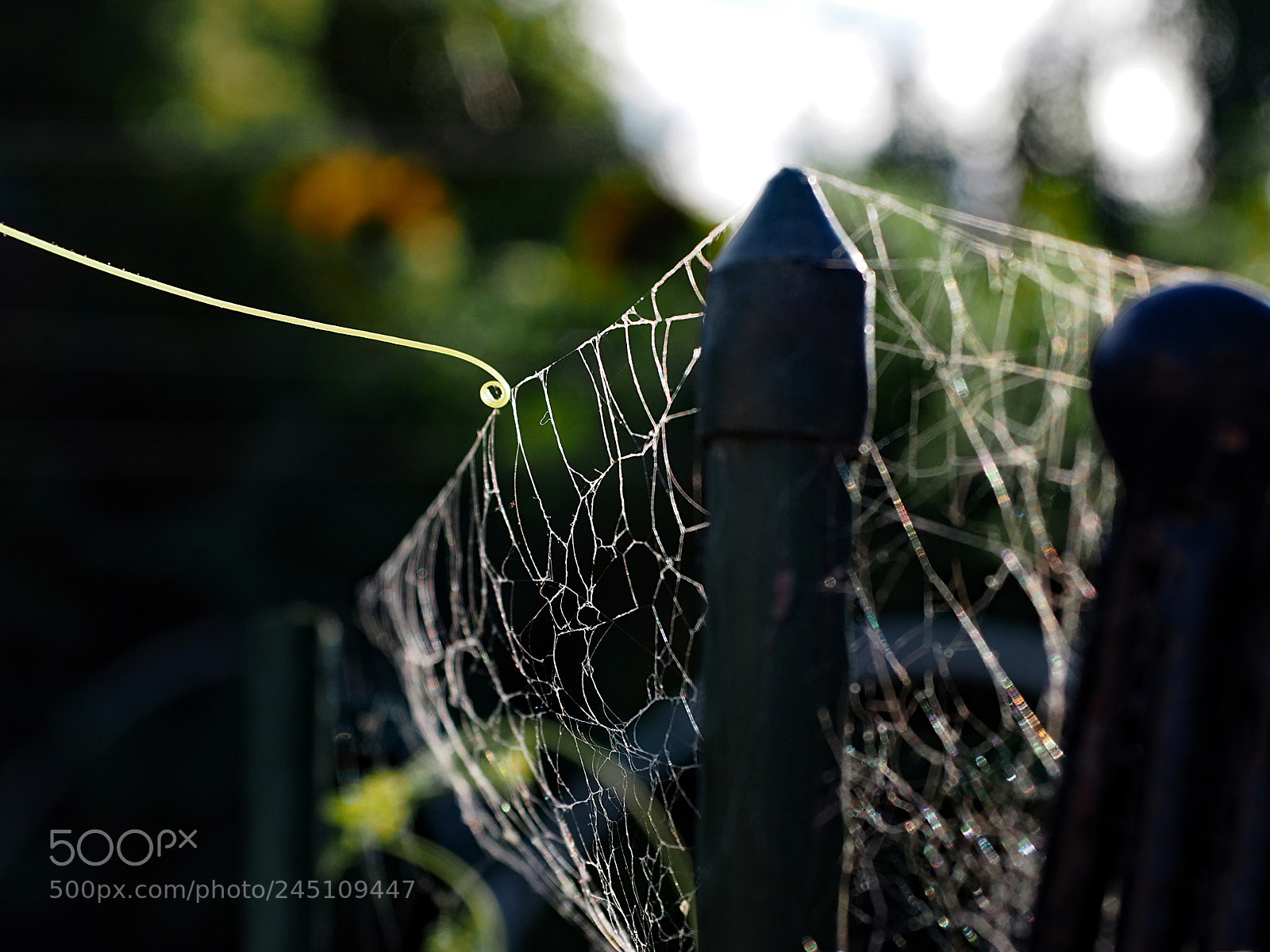Olympus OM-D E-M5 II sample photo. Support me. photography