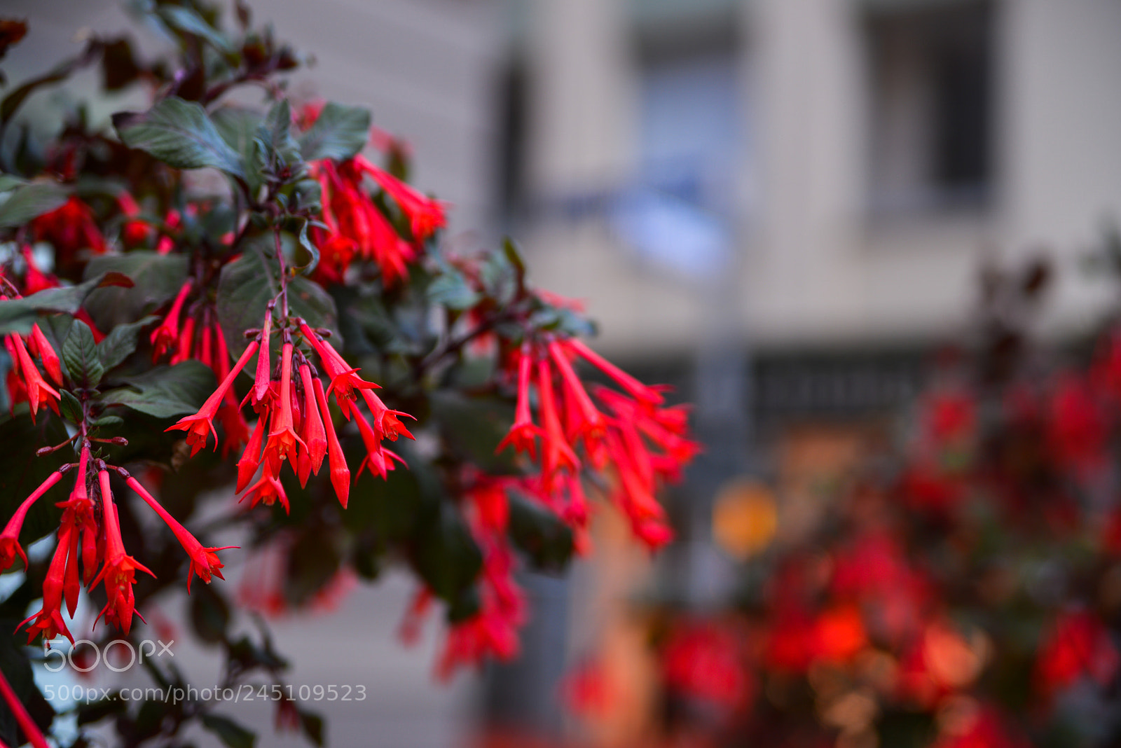 Nikon D600 sample photo. Red huneysuckle photography