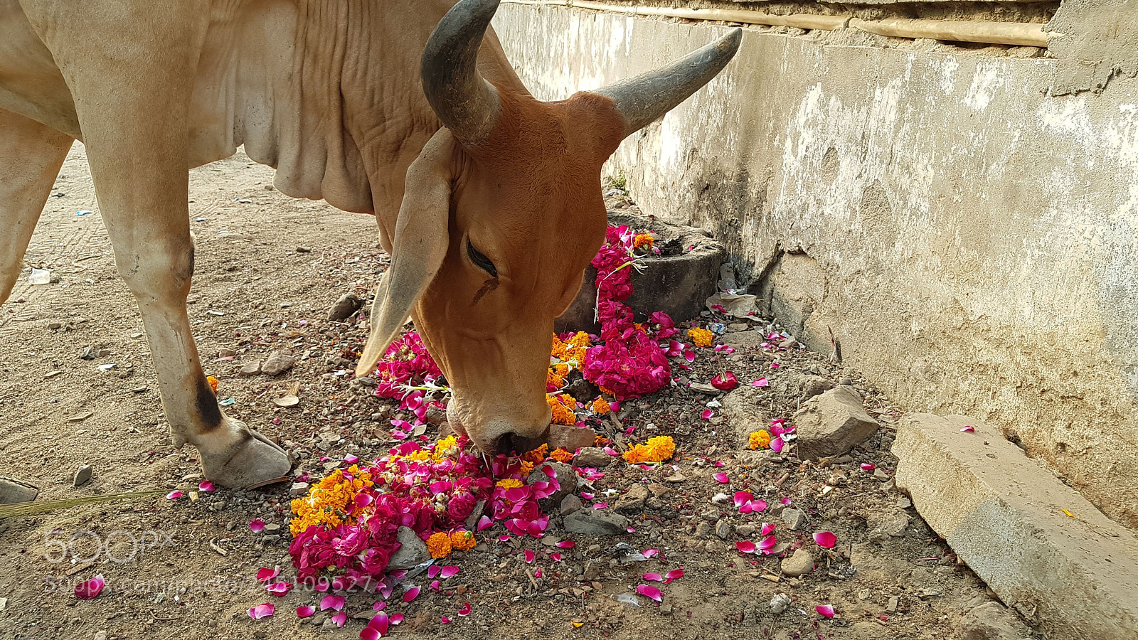 Samsung Galaxy S8 sample photo. An indian holy cow photography