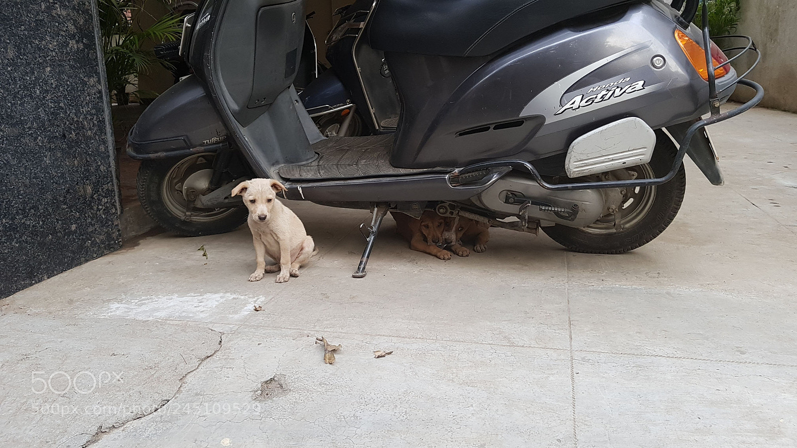 Samsung Galaxy S8 sample photo. Hidden puppies under a photography