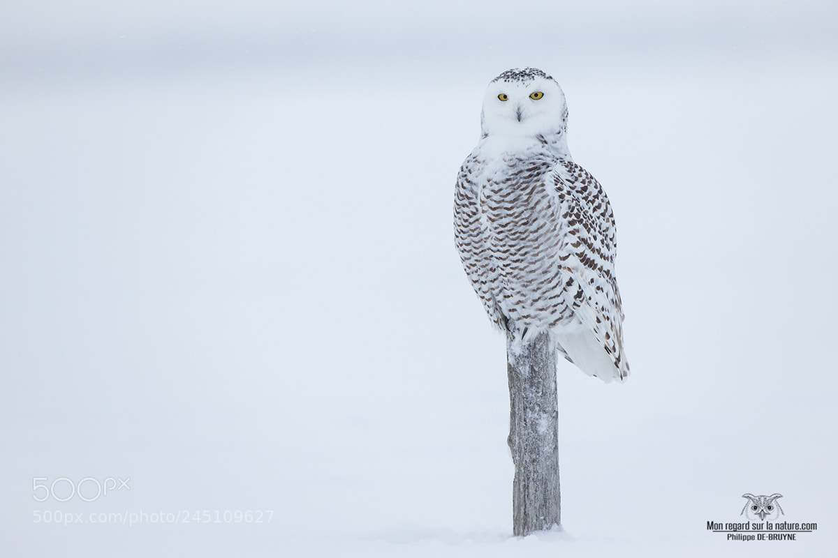 Canon EOS-1D X sample photo. Snowy !! photography