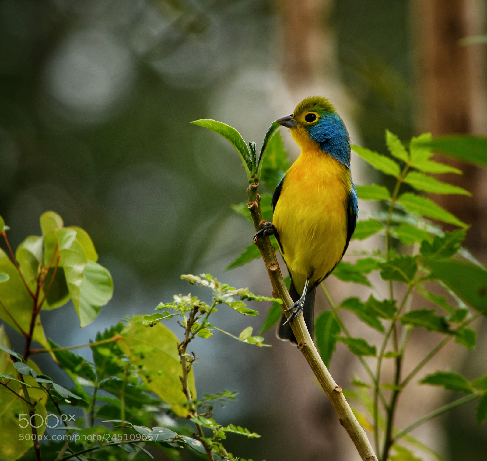 Nikon D7500 sample photo. Pinceladas de color con photography