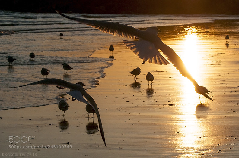 Nikon D300S sample photo. Seagulls photography