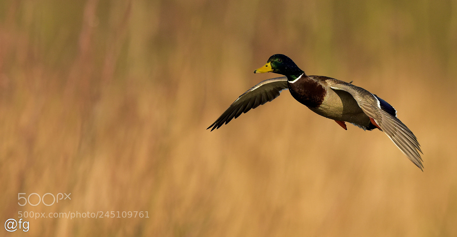 Nikon D810 sample photo. Flight in winter light photography