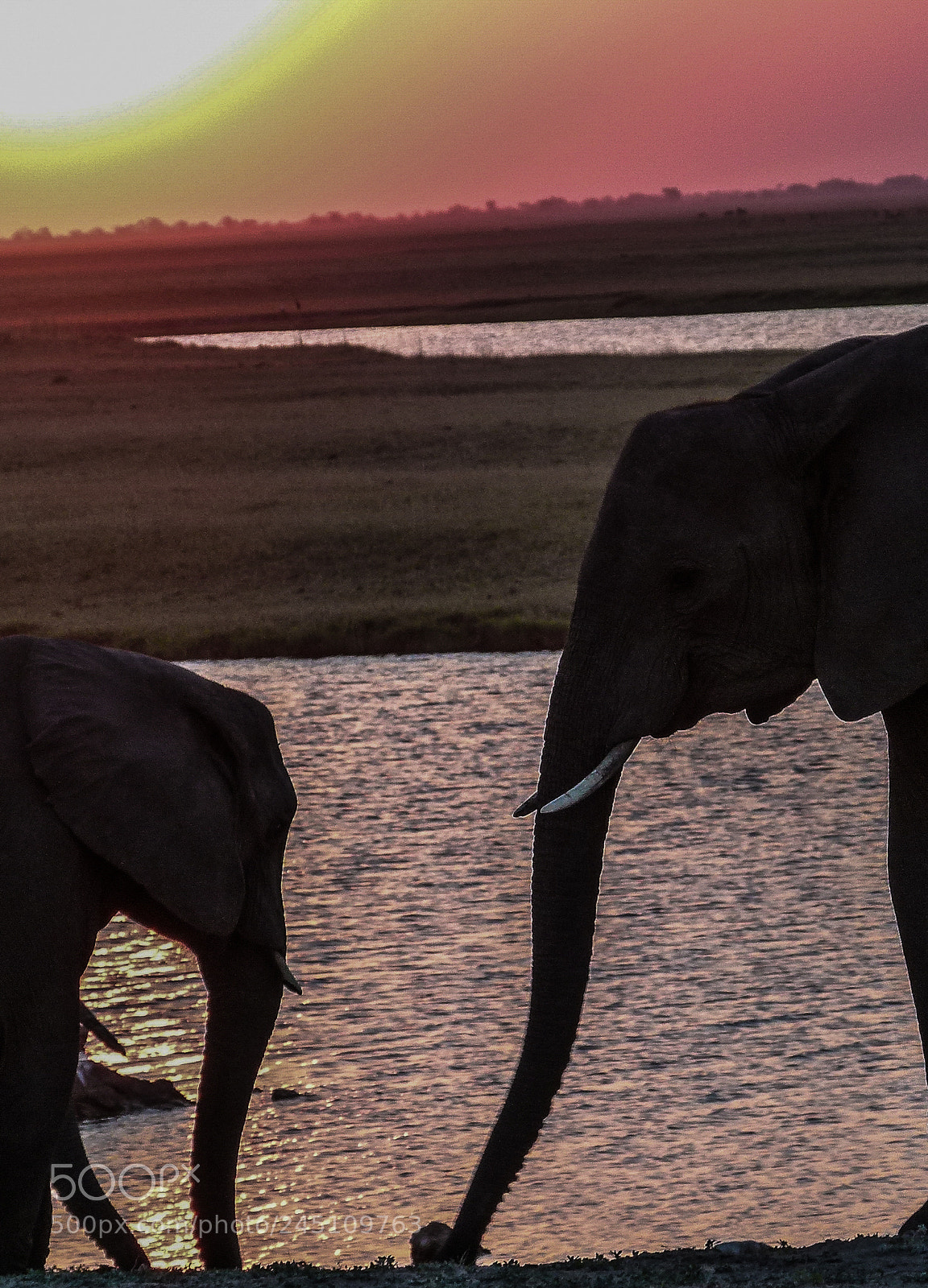Panasonic Lumix DMC-FZ100 sample photo. Elephants on sundown photography
