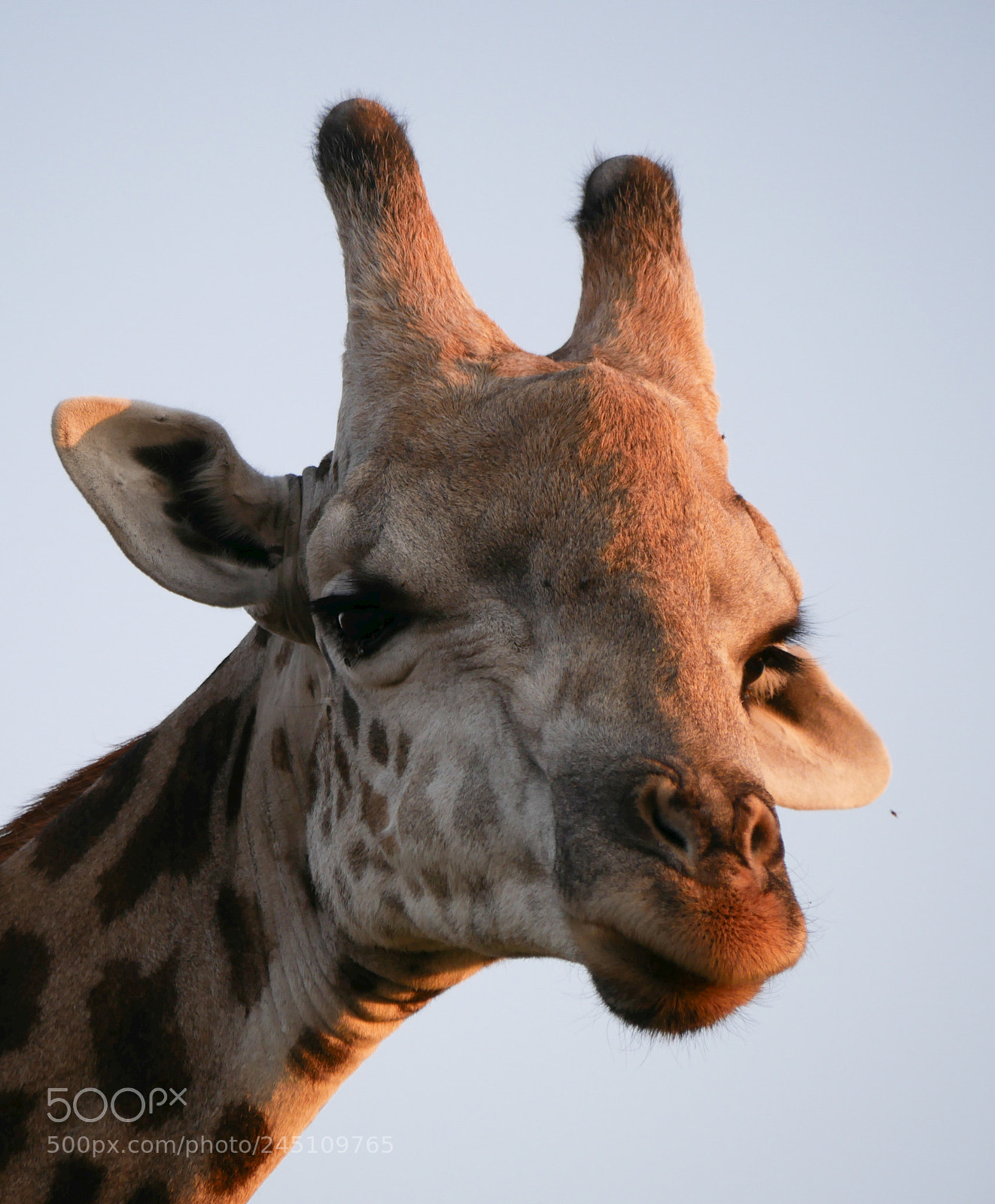 Panasonic DMC-G70 sample photo. Giraffe photography