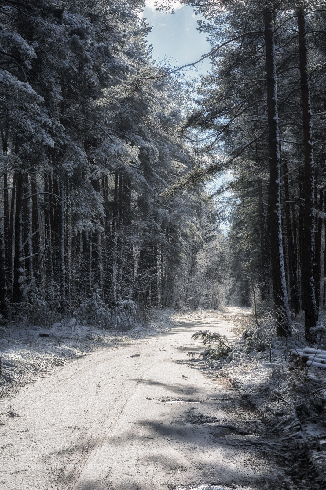 Nikon D7200 sample photo. Frozen forest photography