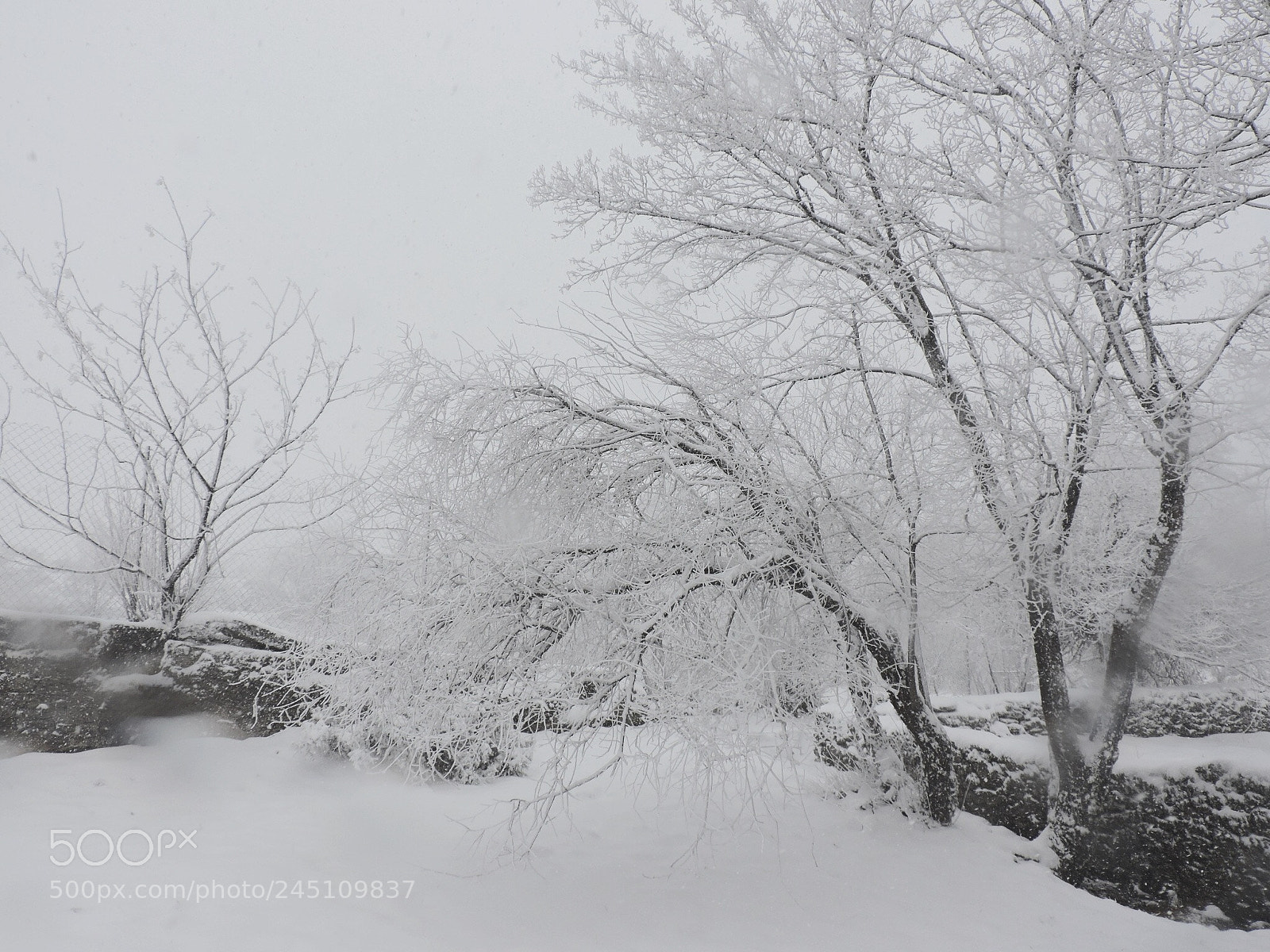 Nikon Coolpix P530 sample photo. Snow snow snow photography