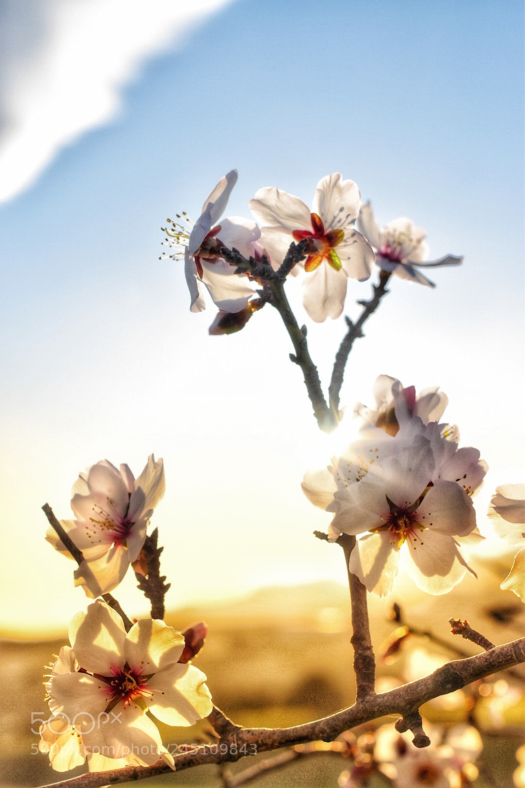 Nikon D5600 sample photo. Flor de cerezo photography